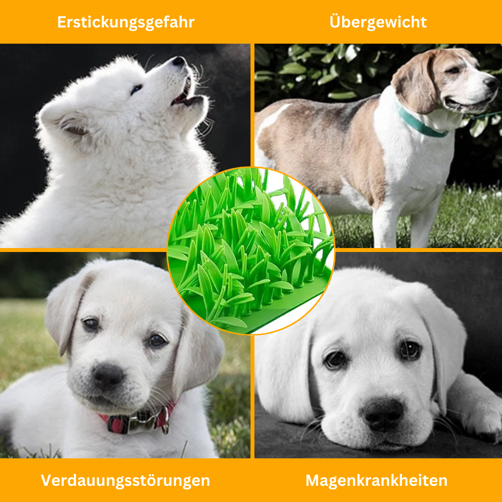 Treat Meadow for Dogs