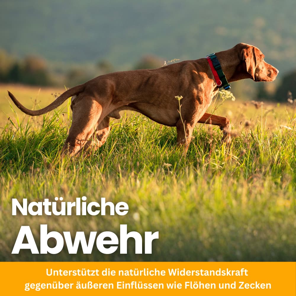 Floh- & Zeckenschutz Kautabletten