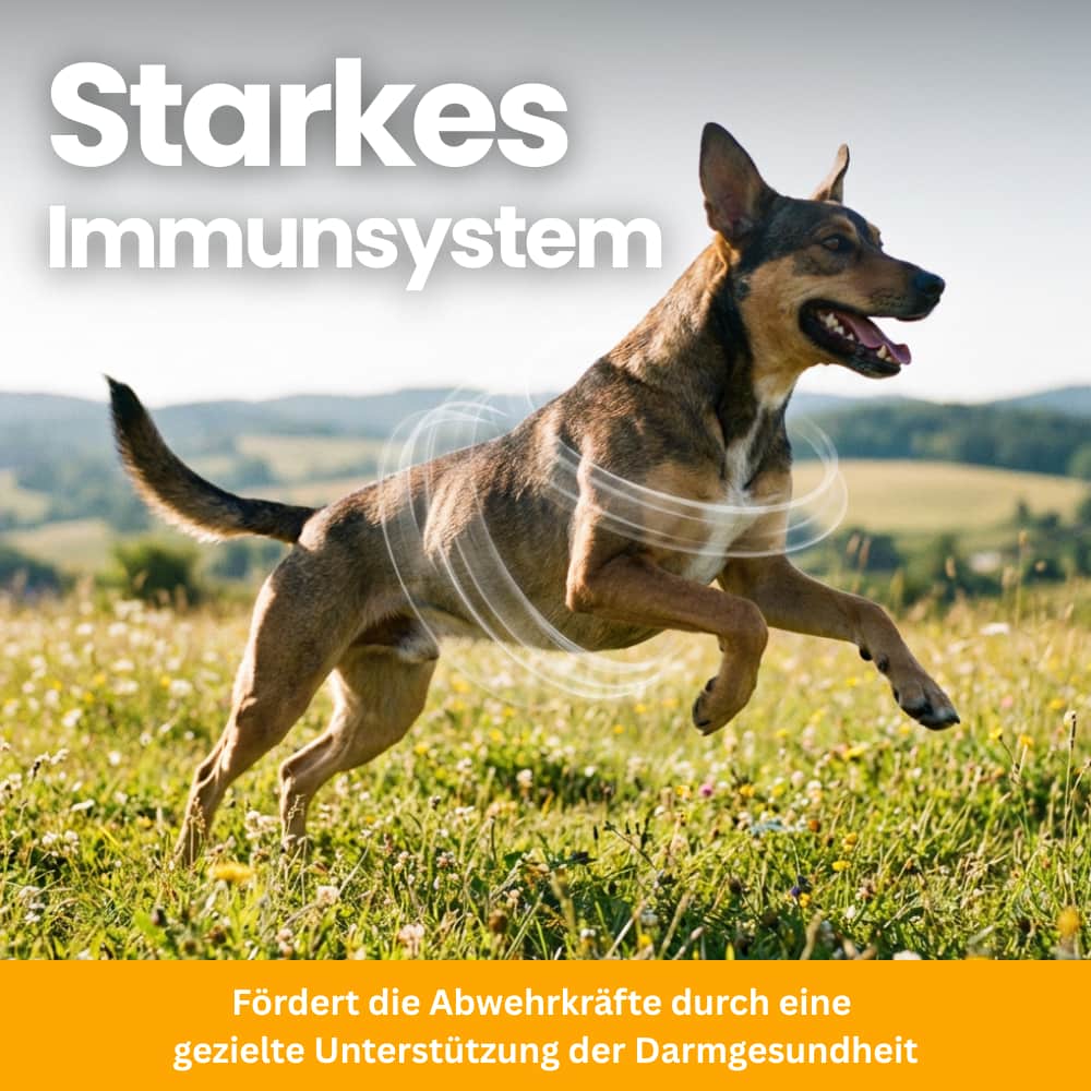 Dog Probiotics for Gut & Immune System