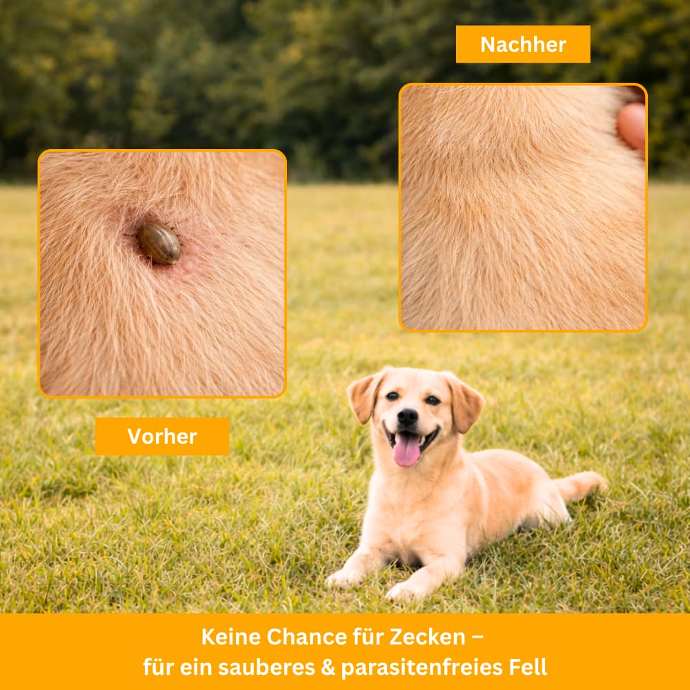 FellFreund Flea & Tick Protection Duo