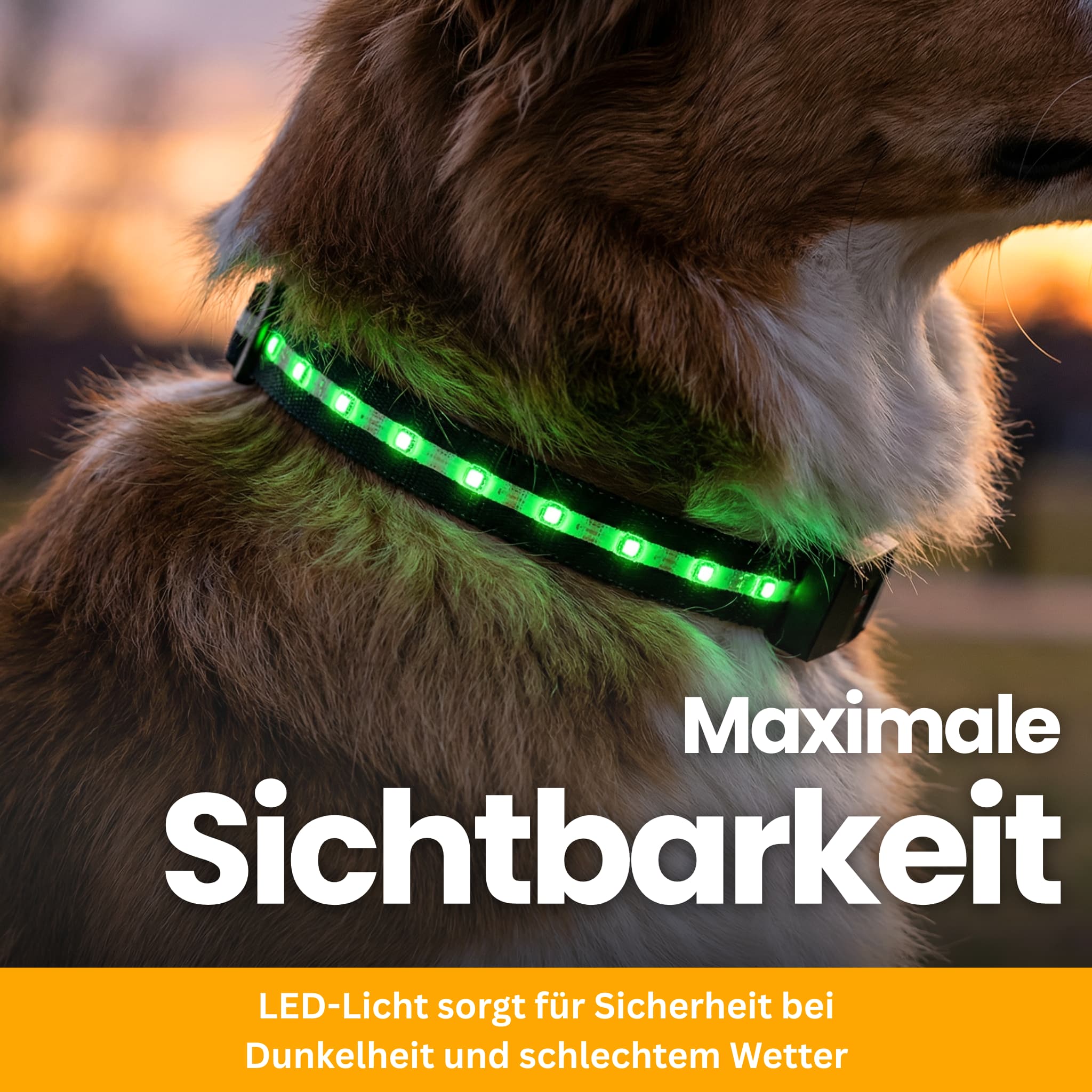 LED-Leuchthalsband Pro