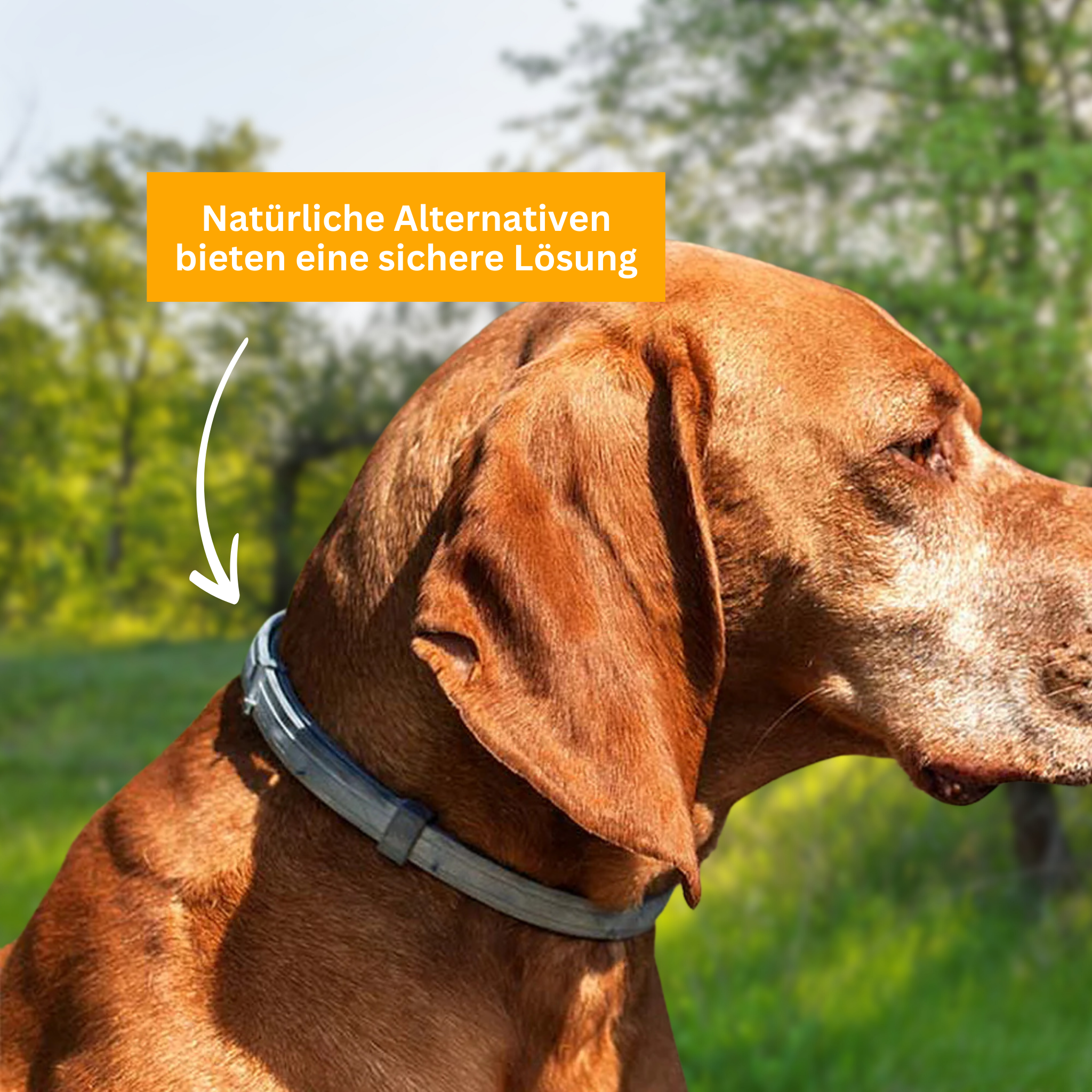 Floh- und Zeckenschutz Halsband für Hunde