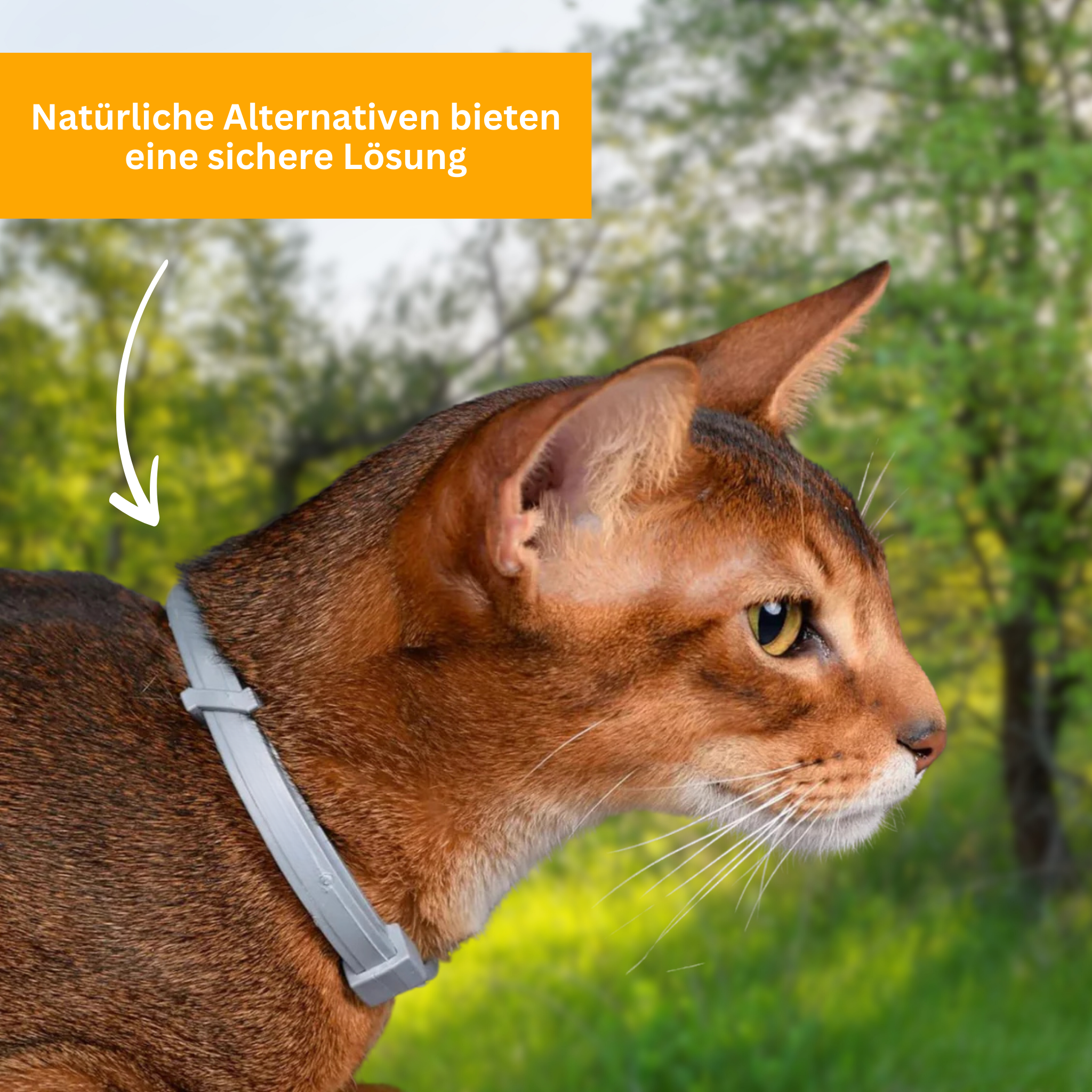 Flea and Tick Protection Collar for Cats