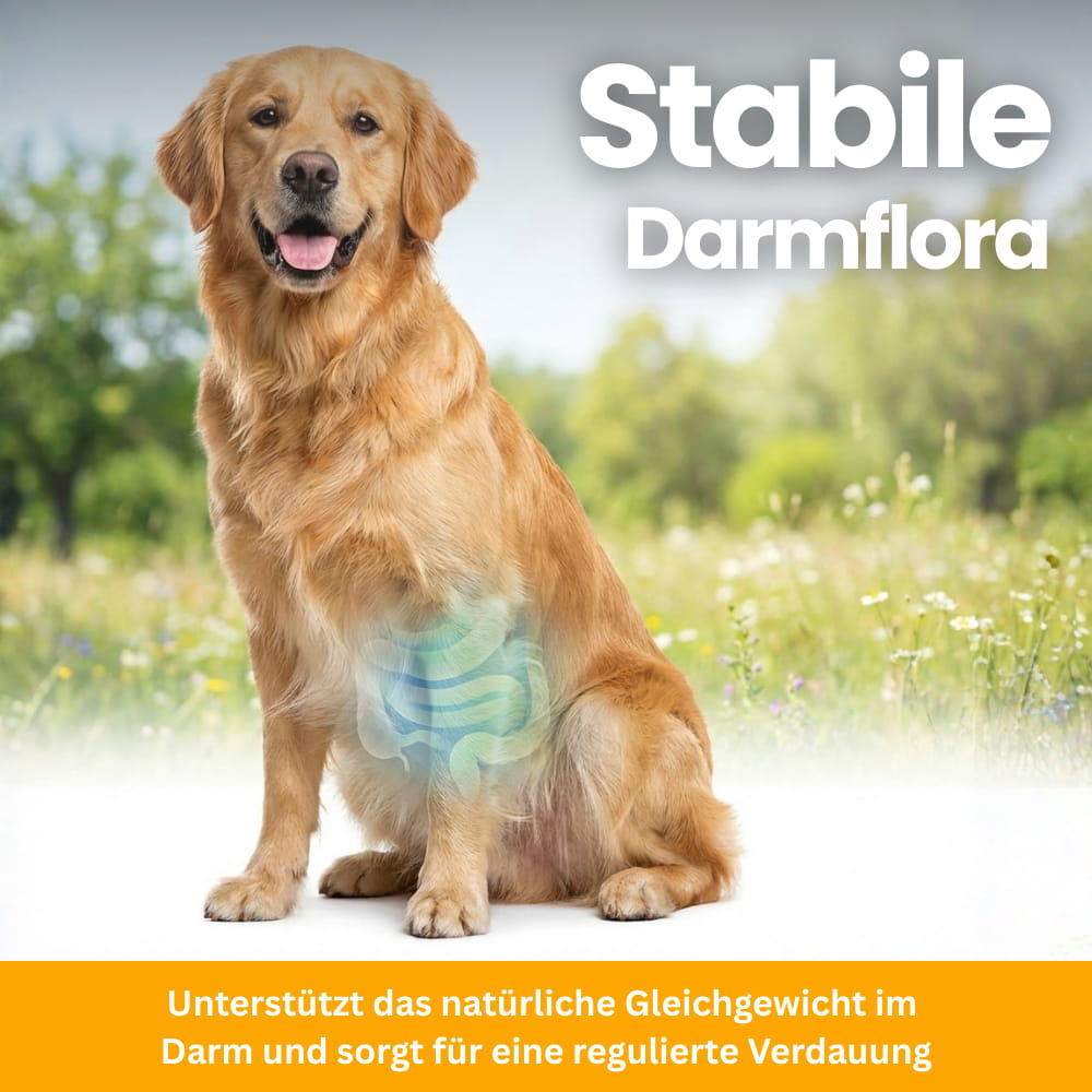 Dog Probiotics for Gut & Immune System